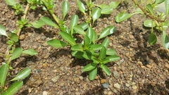 Ludwigia peploides montevidensis