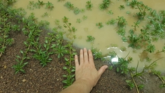 Ludwigia peploides montevidensis