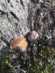 Cortinarius subtabularis