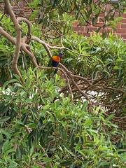 Trichoglossus moluccanus