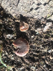 Cortinarius subtabularis