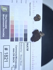 Cortinarius subtabularis