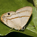 Mariposa Opaca - Photo (c) Bill Bouton, algunos derechos reservados (CC BY-NC-ND)