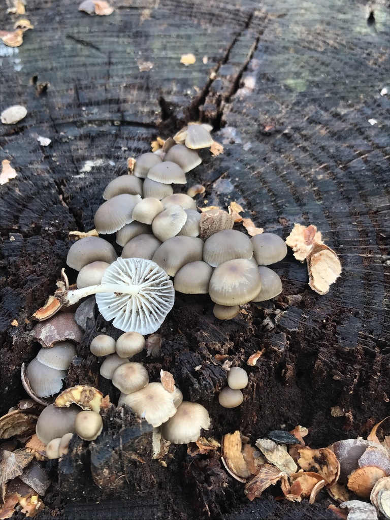Mycena overholtsii from Brown County, USIN, US on December 26, 2021 at