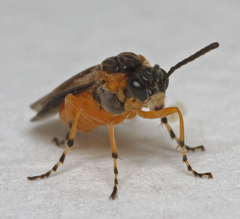 Athalia cordata