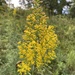 Showy Goldenrod - Photo (c) Sequoia Janirella Wrens, some rights reserved (CC BY-NC), uploaded by Sequoia Janirella Wrens