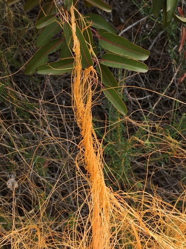 iNaturalist observation photo of California dodder