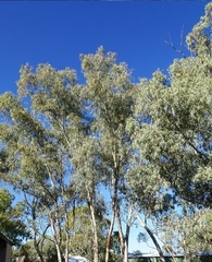 Eucalyptus camaldulensis arida
