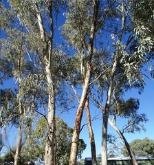 Eucalyptus camaldulensis arida
