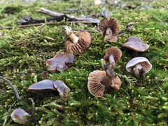 Cortinarius leiocastaneus
