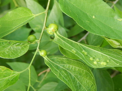 Celticecis capsularis