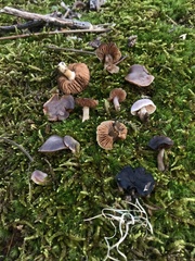 Cortinarius leiocastaneus