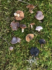 Cortinarius leiocastaneus