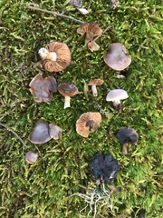 Cortinarius leiocastaneus