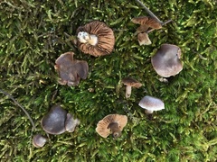 Cortinarius leiocastaneus