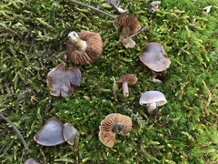 Cortinarius leiocastaneus