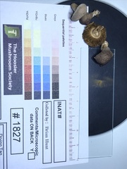 Cortinarius leiocastaneus