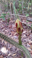 Praecereus euchlorus