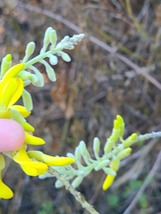 Sophora tomentosa