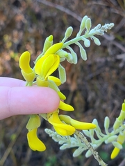 Sophora tomentosa