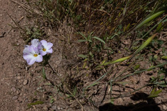 Leptosiphon grandiflorus