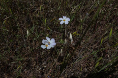Leptosiphon grandiflorus
