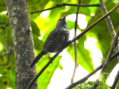 Pheugopedius sclateri columbianus