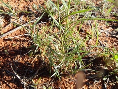 Paraneurachne muelleri