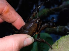 Lacunicambarus nebrascensis