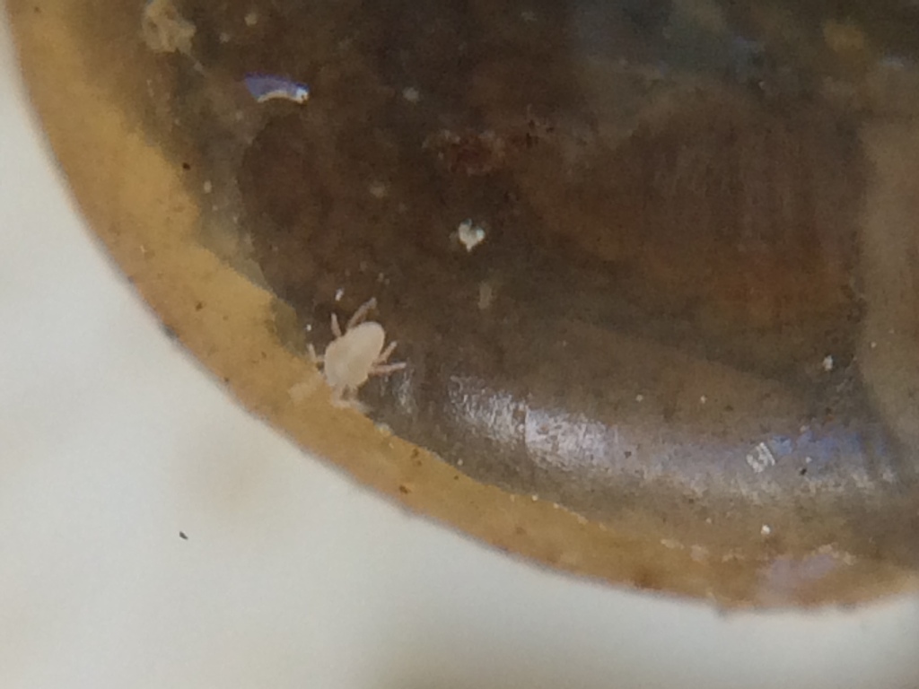 White snail mite