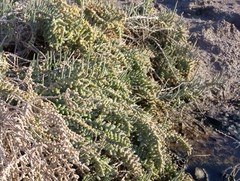 Halocnemum strobilaceum