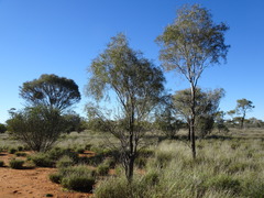 Acacia estrophiolata