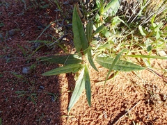 Trichodesma zeylanicum