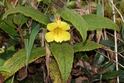 Hemichaena fruticosa, photograph 2