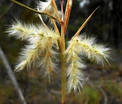 Cymbopogon obtectus