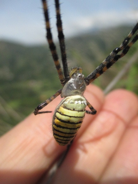 Argiope trifasciata image