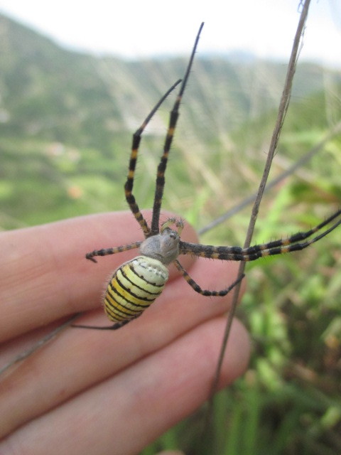 Argiope trifasciata image