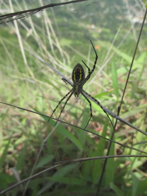 Argiope trifasciata image