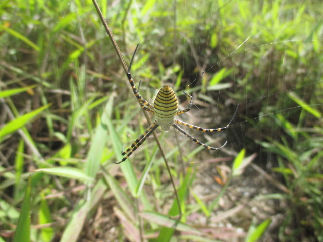 Argiope trifasciata image
