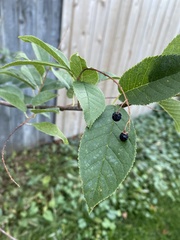 Prunus virginiana
