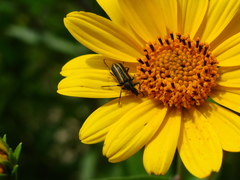 Astylus vittaticollis