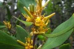 Persoonia cornifolia