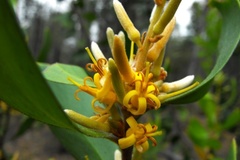 Persoonia cornifolia