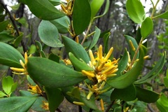 Persoonia cornifolia