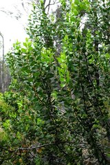 Persoonia cornifolia
