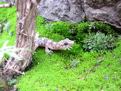 Phyllodactylus gerrhopygus