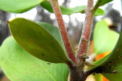 Persoonia cornifolia
