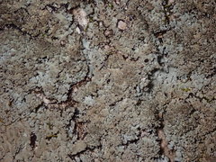 Phaeophyscia squarrosa