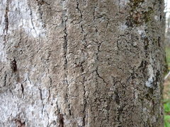 Phaeophyscia squarrosa