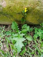 Youngia heterophylla
